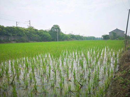 黨建引領社會化服務，八嶺山鎮催生農業發展新動能
