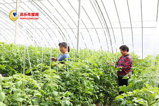 高崖水庫庫區 加快現代農業發展，打造有機農產品供銷基地